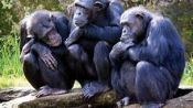 黑猩猩擁有非凡策略性 玩遊戲勝人類