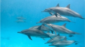 海豚為什麼會救人？