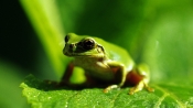 青蛙吞咽食物的時候為什麼會眨眼