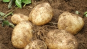 「地下人蔘—土豆」的七大好處