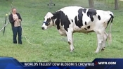一頭1.9米高的奶牛打破吉尼斯世界紀錄