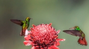 彩色蜂鳥空中盤旋姿勢優美：翅膀似鮮艷花朵