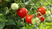 西紅柿祛痘簡易敷