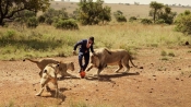 非洲動物園管理員與獅子踢足球