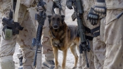 狗狗也成作戰英雄，阿富汗戰爭中的另類