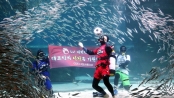 沙丁魚陪伴潛水員水下踢球為世界盃助威