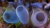 海鞘是神秘的海中發光動物