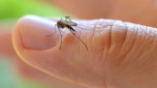 蚊蟲叮咬不容忽視，每年殺死72萬多人