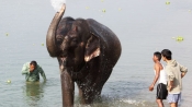 為什麼大象用鼻子吸水不會嗆？