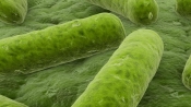 韓國發現耐受所有抗生素的超級肺炎球菌
