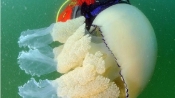 氣候變暖致浮游生物聚集引來35公斤巨型水母