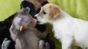 小猴子遭到母親遺棄與小狗變好友