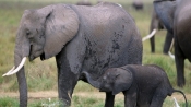 研究稱大象或為嗅覺最靈敏哺乳動物
