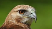 鷹眼睛特別敏銳是為什麼