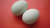 生雞蛋為什麼捏不碎