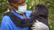 剛果大猩猩醫生：滅絕邊緣搶救瀕危物種