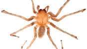 發現兩種盲眼洞穴蜘蛛新種長約15厘米
