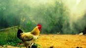 研究發現公雞存在生物鐘且控制打鳴