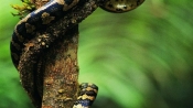 蛇攀爬樹枝的安全性很高