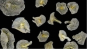澳海域現神秘新生物：外形似蘑菇觸感像明膠