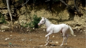 真正的「白馬王子」：歐洲誕生唯一一匹白化馬