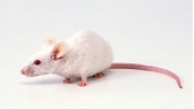 大腦移植新發現：人腦基因拼接老鼠體內