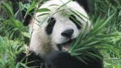熊貓吃竹子是怎麼消化的