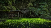 攝影師記錄森林童話：數千螢火蟲漫天飛舞