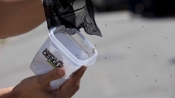巴西釋放近萬隻「有益蚊子」對抗登革熱傳播