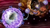 免疫療法可殺死腫瘤：激發身體天然屏障抗癌