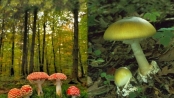 為什麼花蘑菇有毒