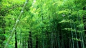 為什麼竹子長得特別快