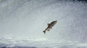 為什麼鮭魚會溯河而上去繁衍後代