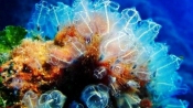 珊瑚為什麼這樣美？