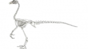 古生物學家研究用雞DNA復活恐龍
