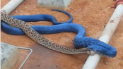 2.5米藍蛇吞食劇毒響尾蛇：對蛇毒免疫