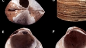 北極發現新物種化石：百萬年前貝類祖先