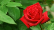 玫瑰對肌膚的強大滋養能量