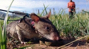 柬埔寨訓練巨鼠嗅探地雷