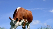 夢見牛在地里吃草