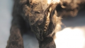 俄現12400年前大腦保存完好的「木乃伊狗」